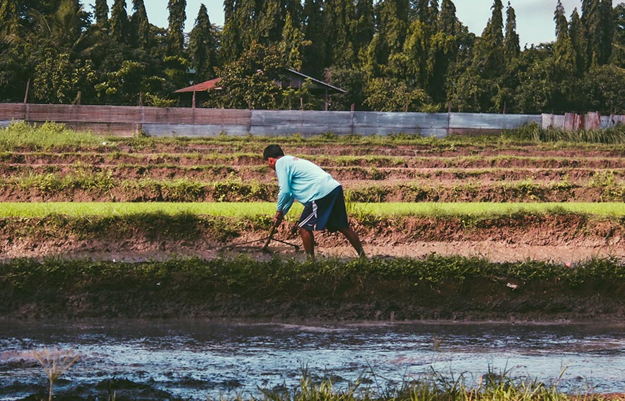Farmer at work in the field